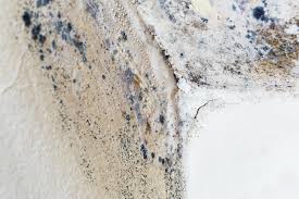 Reliable Kentfield, CA Mold Removal Services Solutions